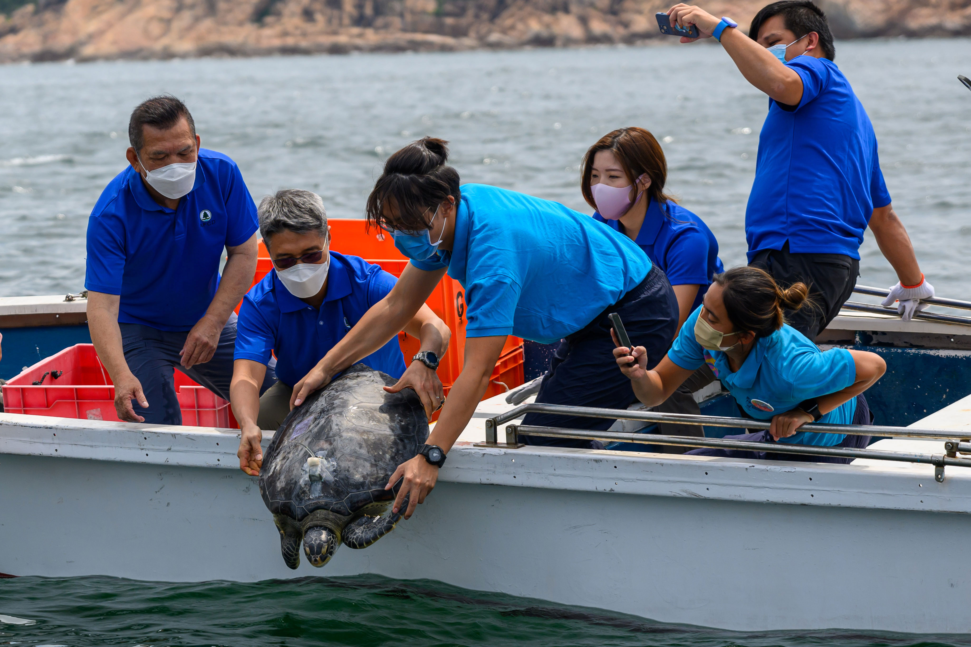 Rescued green turtles returned to sea