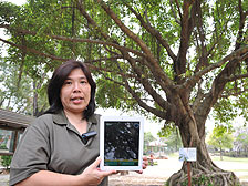 認識樹木: 郊野公園護理主任溫翰芝介紹「郊野公園樹徑」智能手機和平板電腦應用程式。