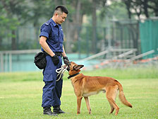 311 working dogs in service