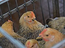 Poultry import controls maintained