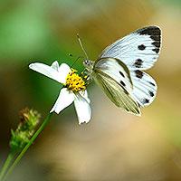 Butterfly beauties