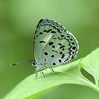 Butterfly beauties