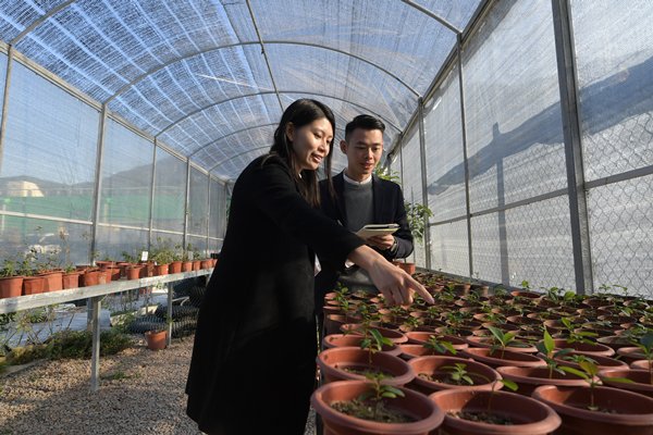 妙手栽花