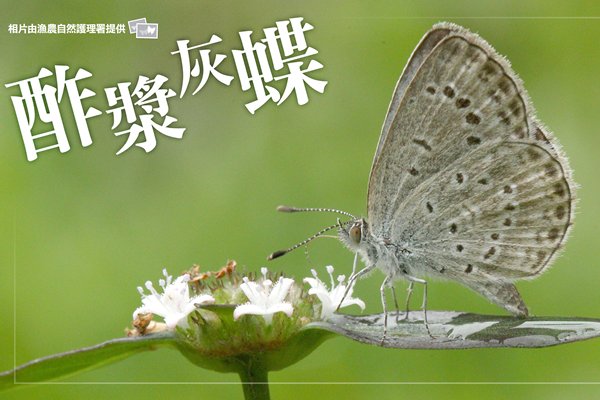 城中常客