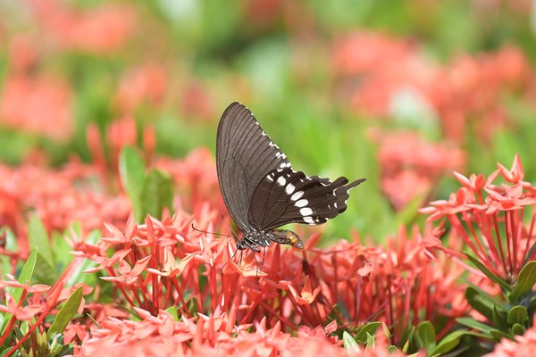 花飛蝶舞