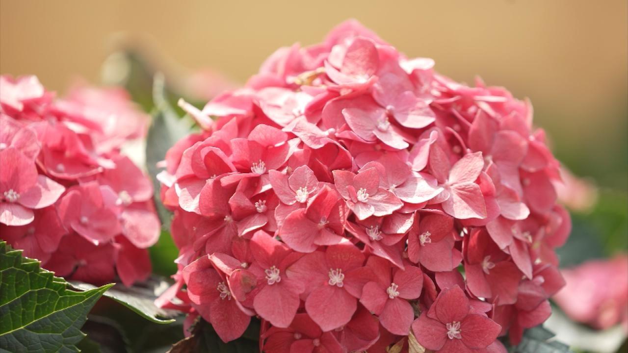 花展明揭幕 繡球花綻放