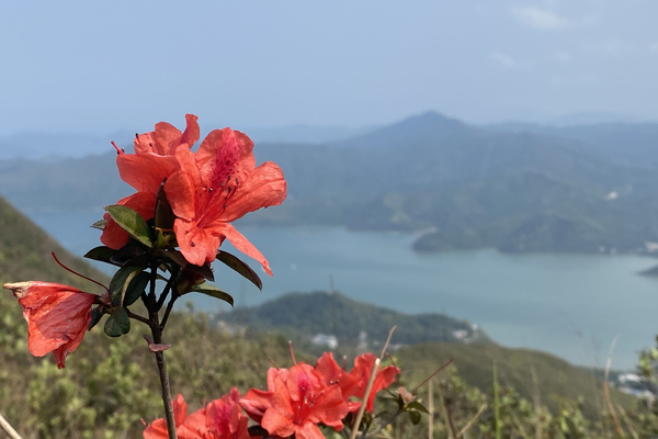 鮮花盛開