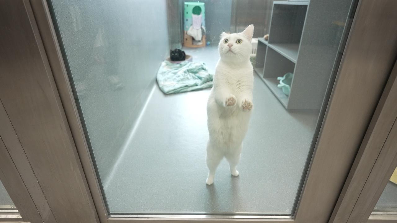 進口貓狗輪候檢疫設施時間大減