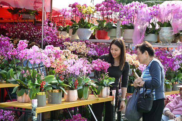馬到功成 喜氣盈盈