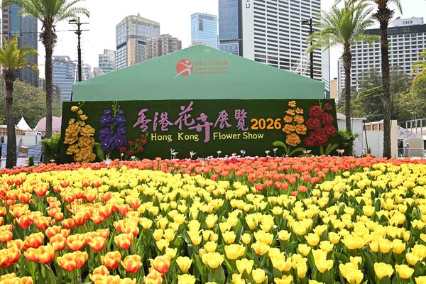 花展明揭幕 以紫羅蘭為主題花