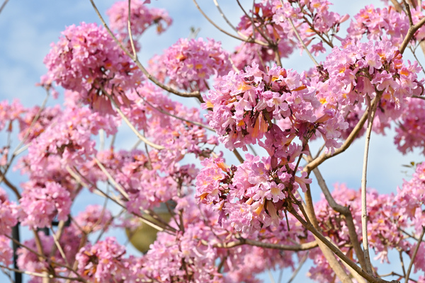 地區治理：城中繁花 悅目綻放