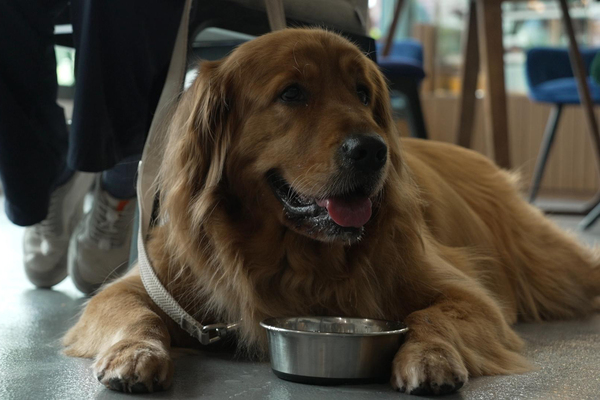 狗主恪守規矩 食肆人寵共融