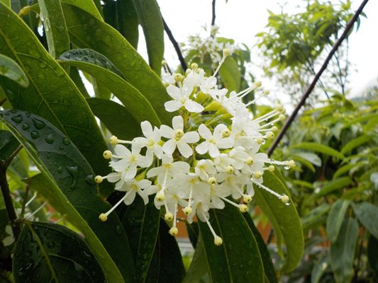 Enriched biodiversity