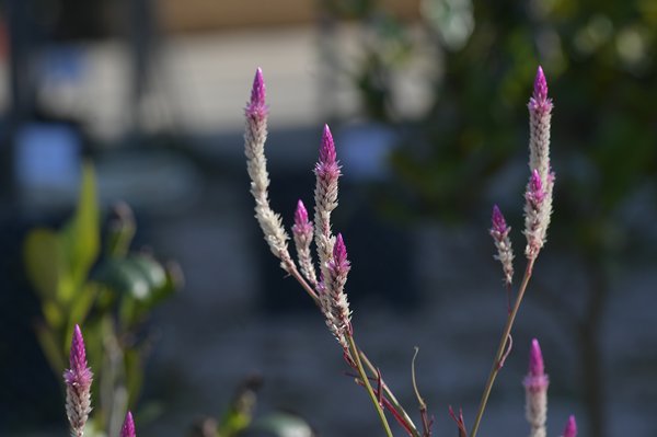 Vigorous and adaptable