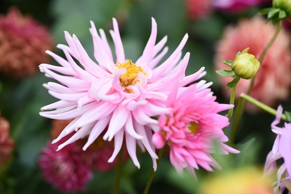 Blossoming beauty