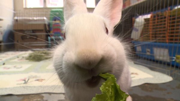 Hopping for a better future