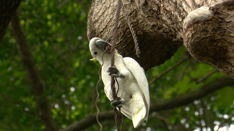 Bird watching soars to new heights