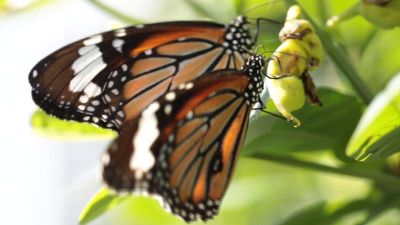 Butterflies add colour to HK