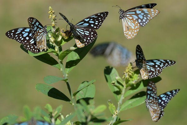 Courtship behaviour