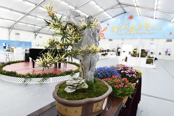 Brilliant bonsai