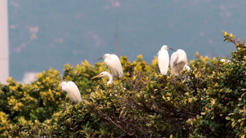 Green AI protects HK wildlife
