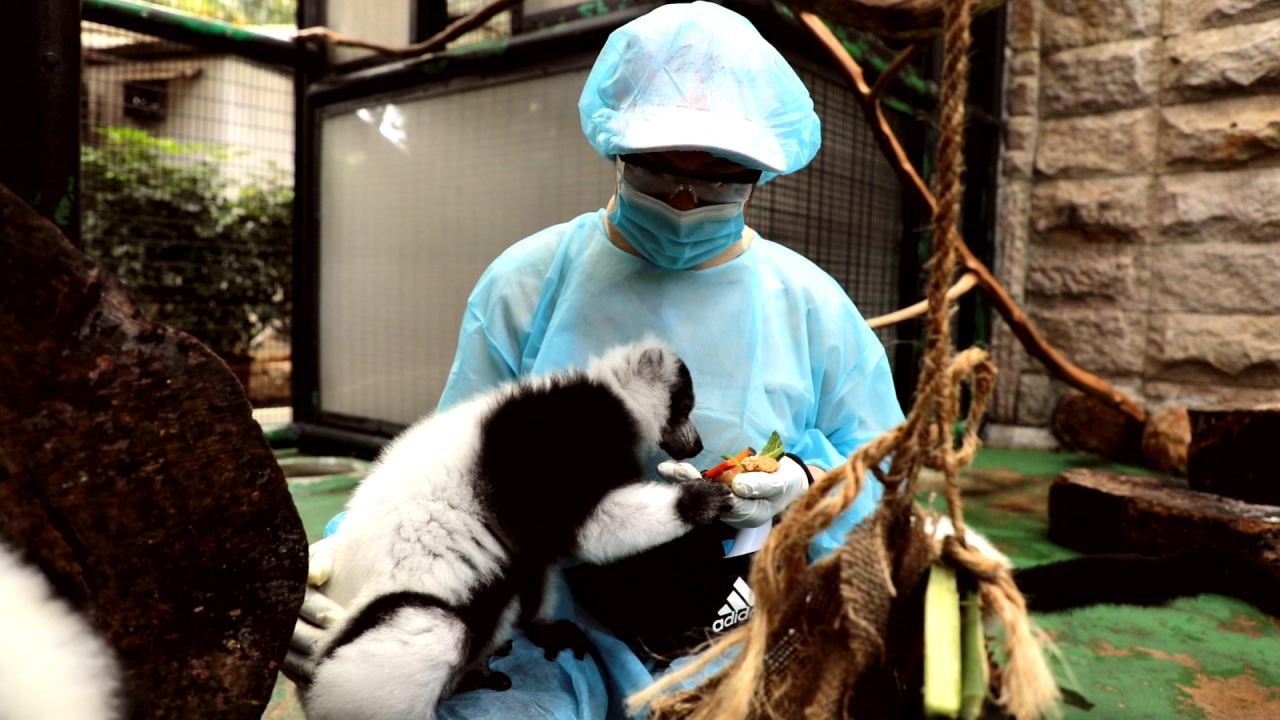 Protecting primates at HK zoo
