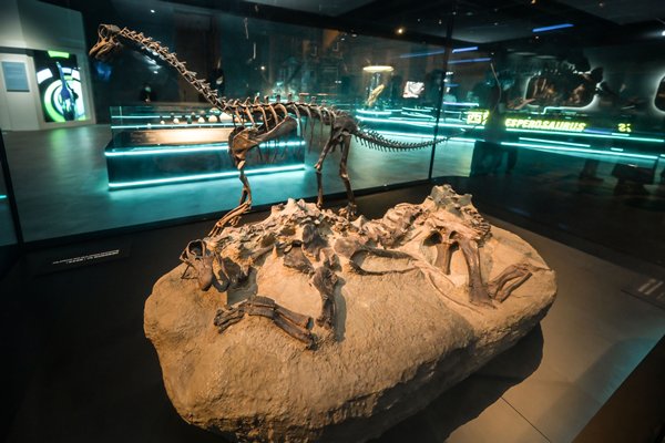 Unique fossils