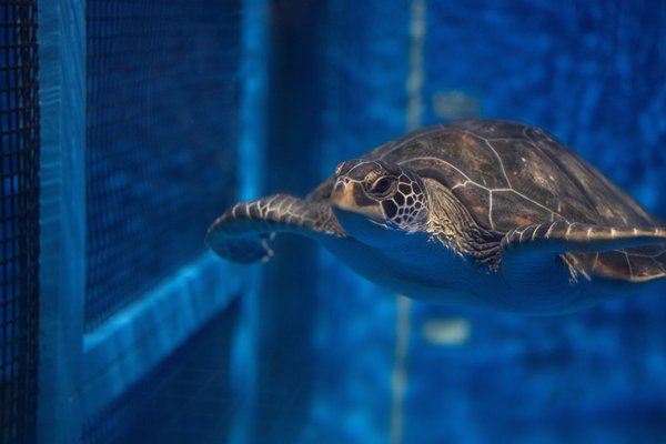 Protect green turtles