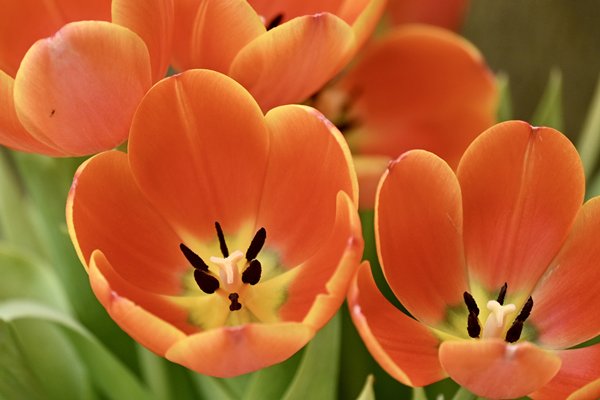 Blooming season