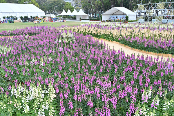 Fabulous foxgloves