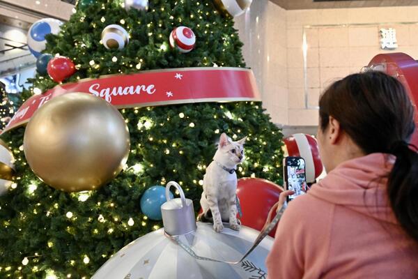 Feline festivities