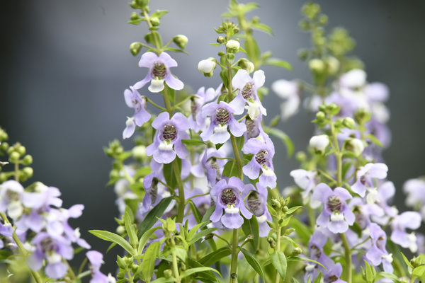 Fragrant florals