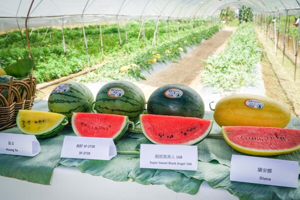 Watermelon festival starts Jun 21