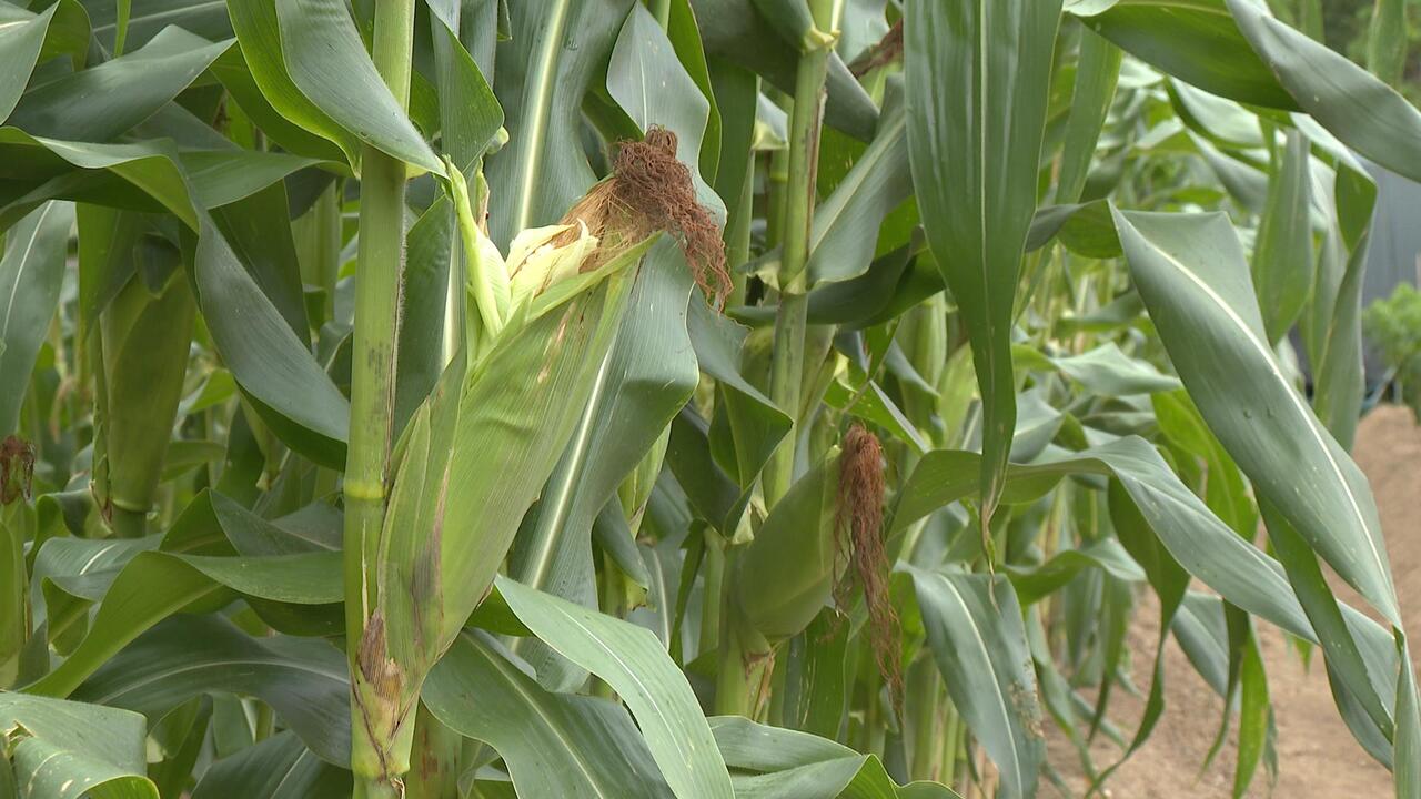 Win-win agricultural transformation