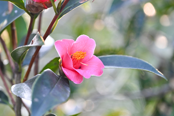 Thriving biodiversity