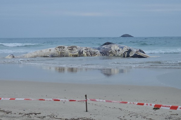 Whale carcass found in Sai Kung