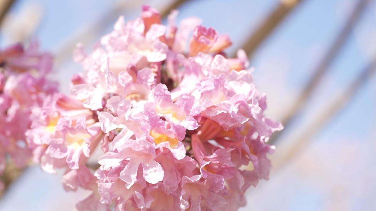 District governance: Blossoms brighten the city landscape