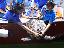 重回大海