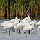 World Wetlands Day celebrated