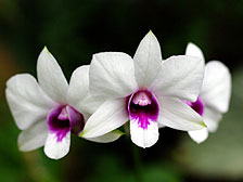 Orchid ovation