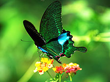 Flying beauties