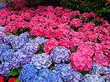 花团锦簇