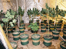 Weeded out