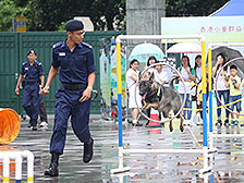 犬隊表演