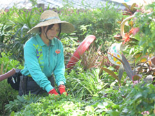 Field work
