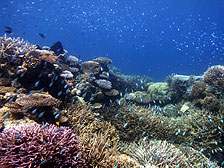 Underwater fantasy