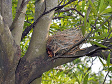 天然鸟巢