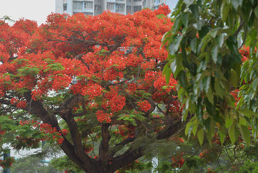 凤凰正值花艳时