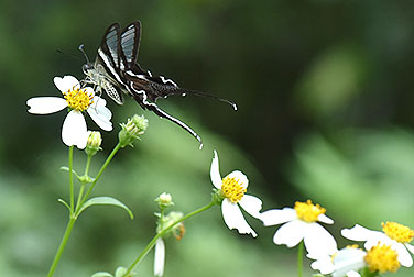 Butterfly beauties