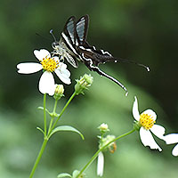 Butterfly beauties